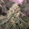 Ghost Train Haze x Pellezino (Herbies Seeds)