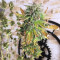 Girl Scout Cookies Autoflower feminized seeds
