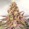 Graines féminisées de Glue Cookies (AlphaFem Seeds)