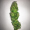 Lemonesia (Ceres Seeds)