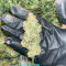 Northern Light (Kera Seeds)
