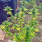Northern Lights Seeds (Nirvana Seeds)