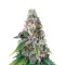 Northern Lights x Big Bud (Herbies Seeds)