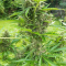 Venta de LSD Auto (Barney's Farm) | Semillas de marihuana feminizadas