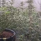Gorilla Cookies Seeds