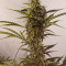 Venta de Rhino Ryder Auto (Fast Buds) | Semillas de marihuana feminizadas