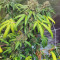 Do-Si-Dos OG Seeds - Cannabis Strain Seeds for Sale