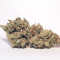 Compre sementes feminizadas Auto Critical Orange Punch da Dutch Passion