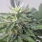 GG#4 Original Glue Autoflower feminized seeds for sale