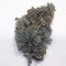 Acquista i semi femminizzati Gorilla × White Widow di Expert Seeds