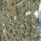 Acquista i semi femminizzati Exodus Cheese di Green House Seeds