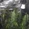 Blue Cheese Seeds (RQS) - Cannabis Strain Seeds for Sale