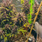 Black Cream Auto feminized seeds for sale: information and reviews