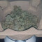 Critical Lemon Seeds - Cannabis Strain Seeds for Sale