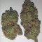 Purple Punch Seeds (Fast Buds) - Cannabis Strain Seeds for Sale
