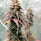 White Widow feminized seeds for sale by Seedstockers