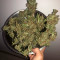 Solomatic Auto CBD Seeds - Cannabis Strain Seeds for Sale
