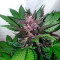 Original Auto Cheese Seeds - Cannabis Strain Seeds for Sale