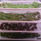 GH Cheese Seeds From Green House Seeds