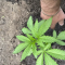 Runtz Muffin Seeds (Barney’s Farm)