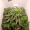 Critical Kush Seeds (Barney's Farm)