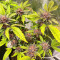 เมล็ด Still Bubba (AlphaFem Seeds)