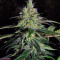 Blue Gelato 41