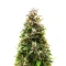 California Cream Auto Seeds (Humboldt Seed Company)