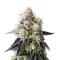 Crescendo RBX1 feminisierte Samen (Ethos Genetics)