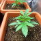 Do-G (Ripper Seeds)