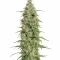 Do-Si-Dos Auto Seeds (Royal Queen Seeds)