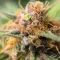 Semi Femminizzati Durban Poison Autoflower (Seedkeepers)