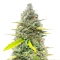 Fugue State Auto (Mephisto Genetics)