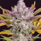 Gorilla Cookies Auto Seeds