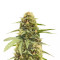 Graines de cannabis Haze Berry (RQS)
