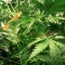 Jumping Jack Dash Auto feminized seeds