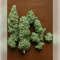 Graines de cannabis Northern Light (RQS)