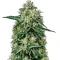 Northern Lights Auto feminized seeds (Green House Seeds)