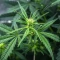 Graines féminisées de NYC Sour D Auto (Tyson S) (Royal Queen Seeds)