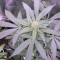 Runtz Muffin Seeds (Barney’s Farm)