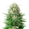 Super Lemon Haze Auto Seeds
