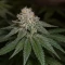 Trippy Sherbert Punch Auto feminisierte Samen (Big Head Seeds)