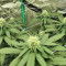 Watermelon Z (Barney's Farm)