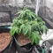 White Widow x White Fire OG Autoflower Feminized Seeds (Seedkeepers)