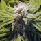 818 Headband
