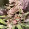 Graines de cannabis Auto Strawberry Gum (Advanced Seeds)
