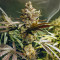 Blueberry OG marijuana strain