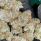 Bubble Bomb feminized seeds