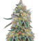 Buddha White Dwarf Seeds