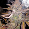 Chocolate Mint OG Seeds
